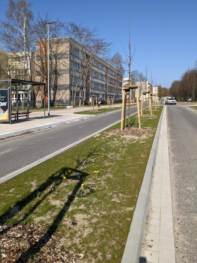 Nun gestalten neu gepflanzte Bäume das Straßenbild.